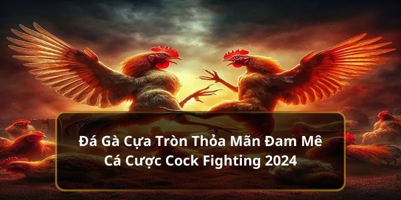 Đá Gà Cựa Tròn Thỏa Mãn Đam Mê Cá Cược Cock Fighting 2024