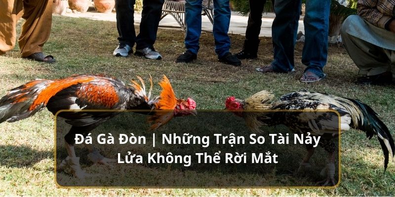 Đá Gà Đòn | Những Trận So Tài Nảy Lửa Không Thể Rời Mắt